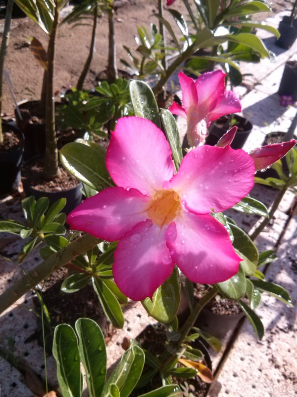 Rosa do deserto - Pink simples
