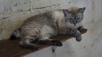 Sacolinha de Natal para o Pangaré