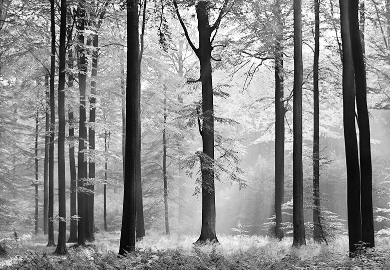 Painel Fotográfico (Grande): Avalon - COLA GRÁTIS - BID8-115
