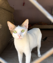 Sacolinha de Natal para o Doguinho 2 