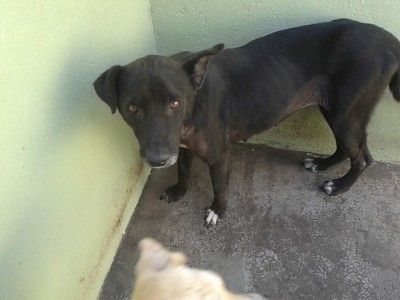 Ajude a NÚBIA por um ano!