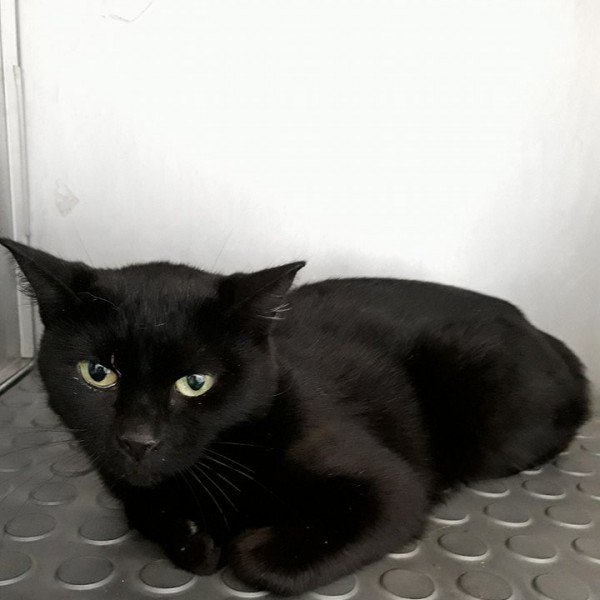 Ajude a Panter por um ano!