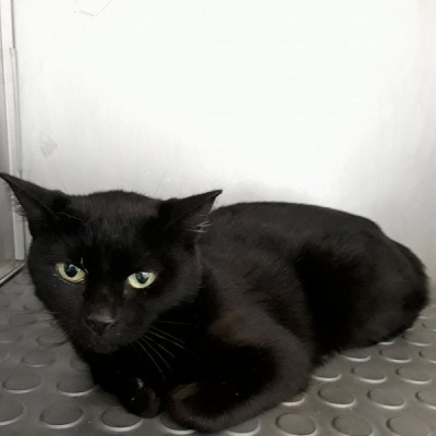 Ajude a Panter por um ano!