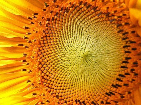 Quadro alta definição Girassol e a sequencia de Fibonacci