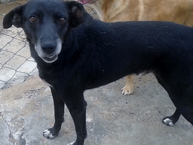 Ajude o SAM por um ano!