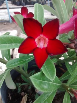 Rosa do deserto - Vermelha simples