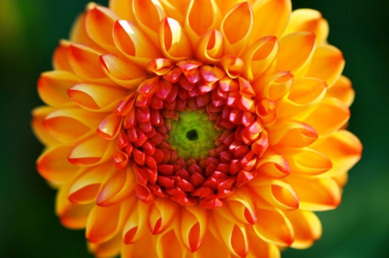 Quadro alta definição Geometria Sagrada e Flores