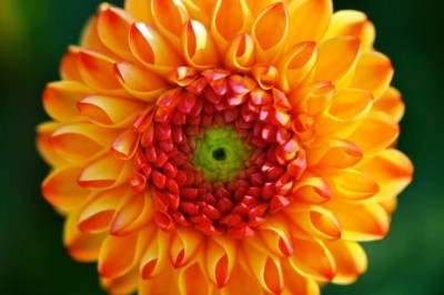 Quadro alta definição Geometria Sagrada e Flores