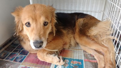 Ajude a KIKA por um ano!