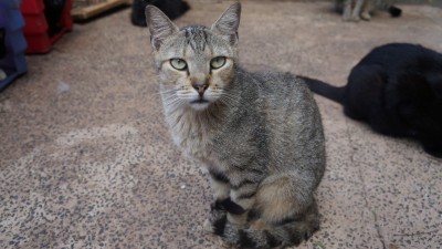 Sacolinha de Natal para a Lolita