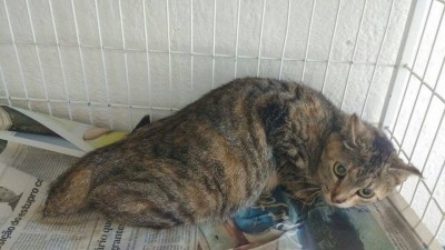 AJUDE A SUZI por um ano!