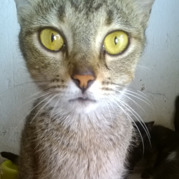 Ajude a PEPITA por um ano!