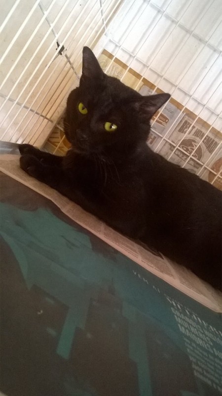 Ajude o Pantera Negra por um ano!