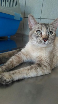 Ajude a Cissa por um ano!