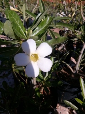 Rosa do deserto - Branca simples